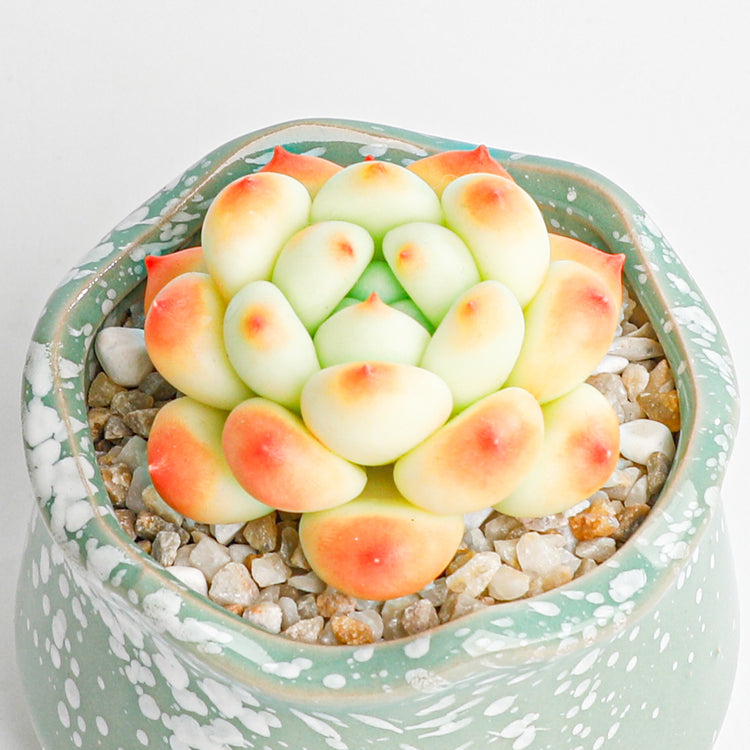 Handmade clay Succulent A016 - clay succulent plant - Handmade with love - special gift for special occasions