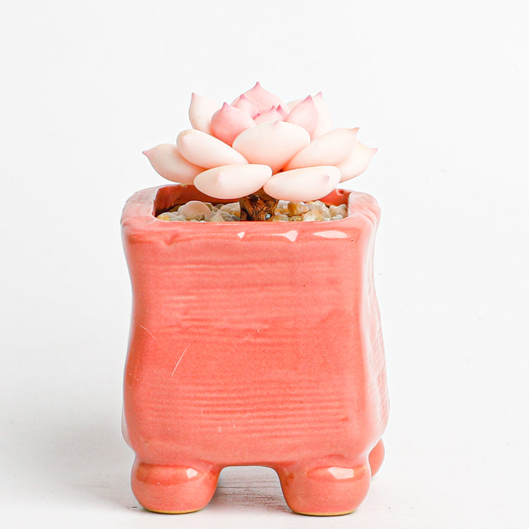 Handmade clay Succulent A014 - Handcrafted image 5 - clay succulent