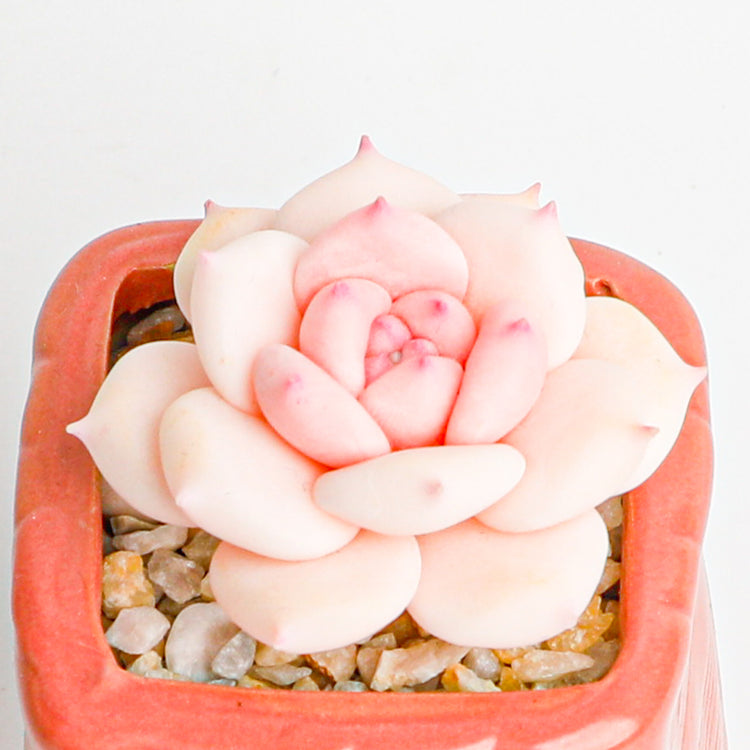 Handmade clay Succulent A014 - clay succulent plant - Handmade decor - adds personality to any space