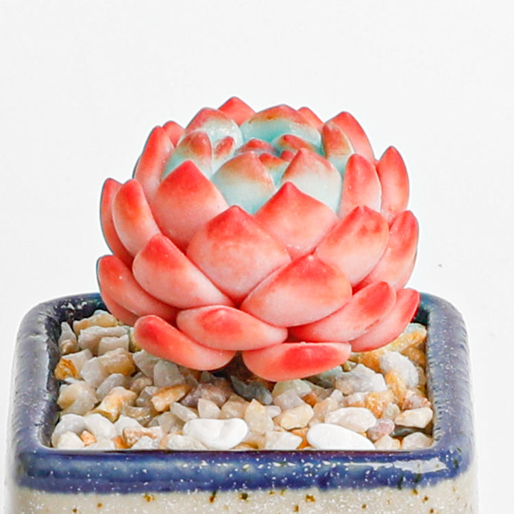 Handmade clay Succulent A013 - clay succulent plant - Unique handmade art - collectible item for enthusiasts