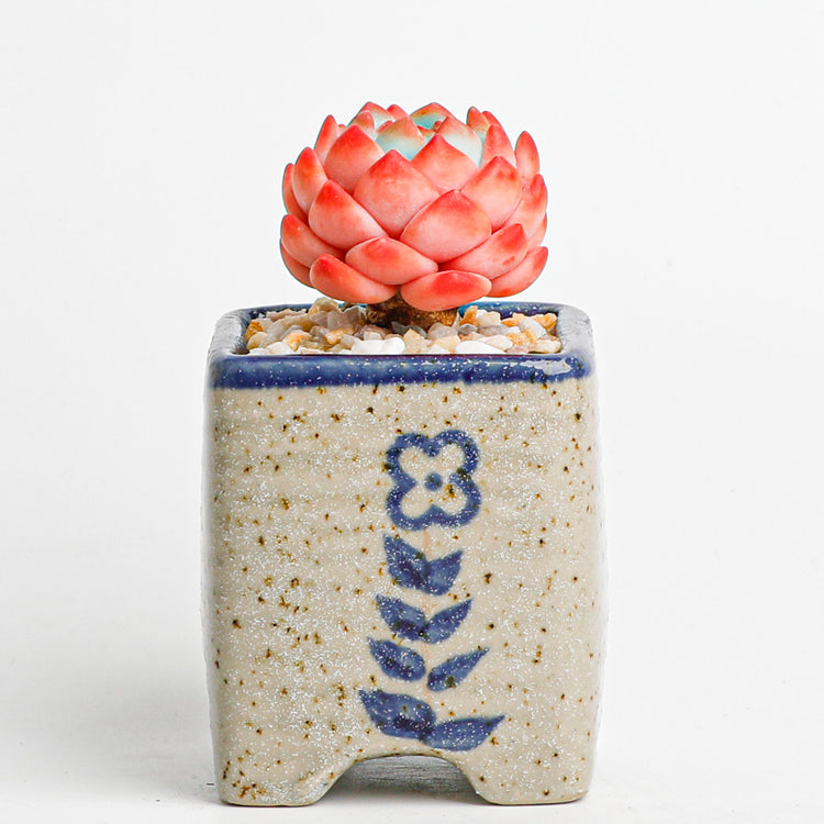 Handmade clay Succulent A013 - Handcrafted image 5 - clay succulent