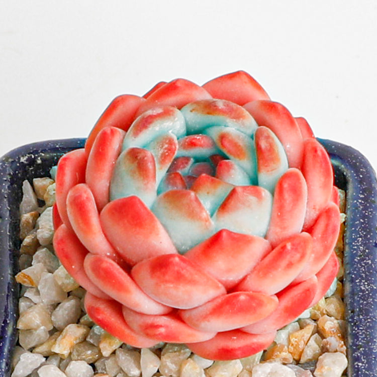Handmade clay Succulent A013 - clay succulent plant - Handmade decor - adds personality to any space