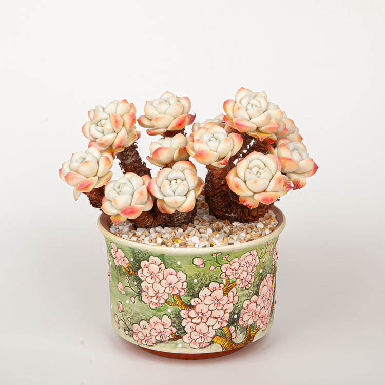 Handmade Clay Succulent Plant with Hand-painted Ceramic Pot SH004