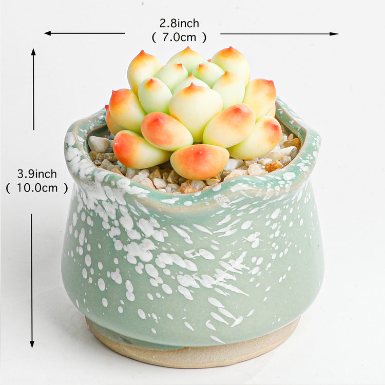 Handmade clay Succulent A016 - clay succulent plant - Exquisite handcraft - showcase of fine artistry