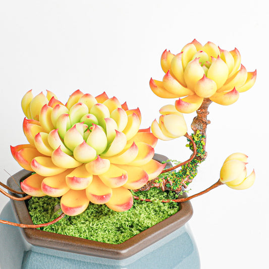 The Complete Guide to Clay Succulent Care: Beautiful That Lasts Forever