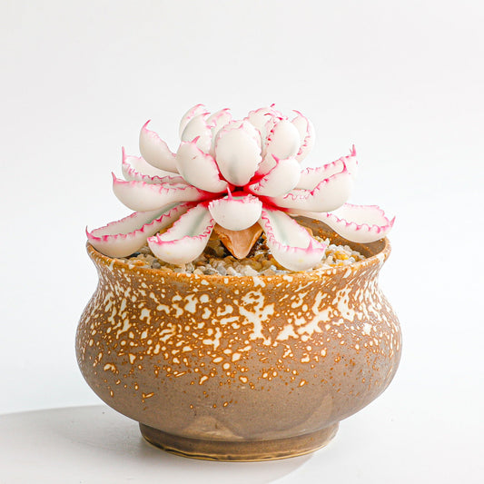 The Ancient Art of Chinese Dragon Symbols in Modern Home Decor