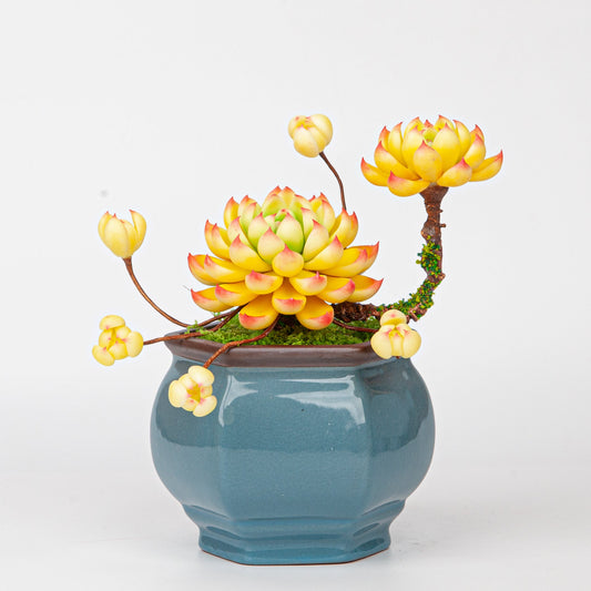 DIY Clay Succulent Care Guide: Create Your Own Mini Garden