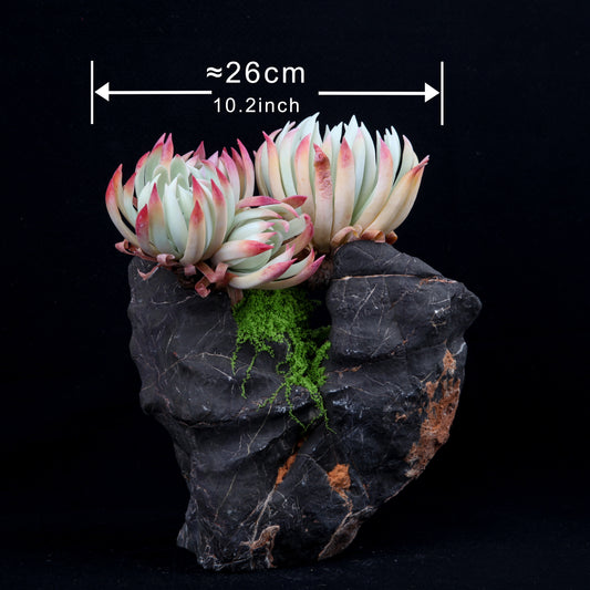 Dudleya edulis