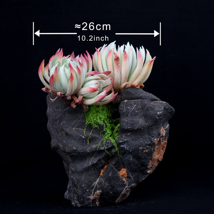 Dudleya edulis