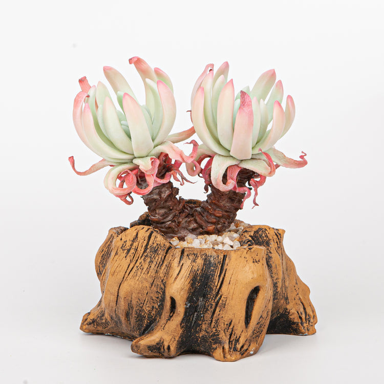 Handmade Clay Succulent Plant Sculpture B010