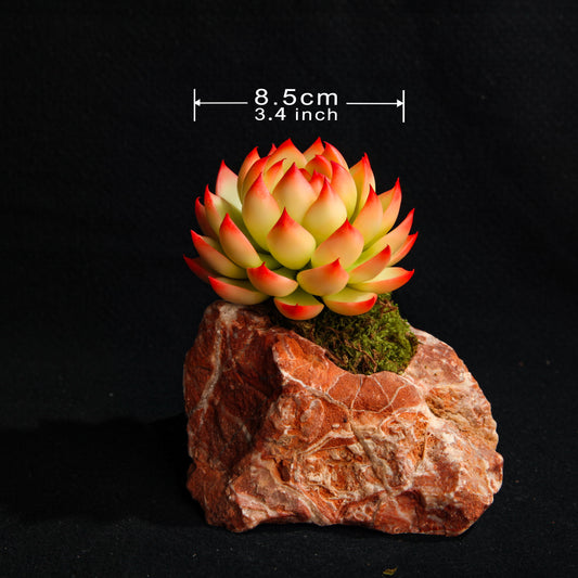 Chihuahua Echeveria