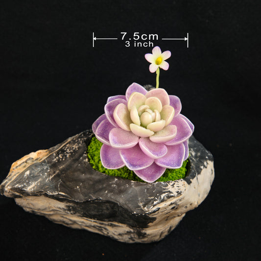 Hualun Snow Lotus