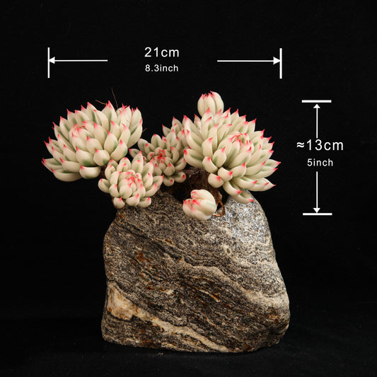 Chihuahua Echeveria（L）