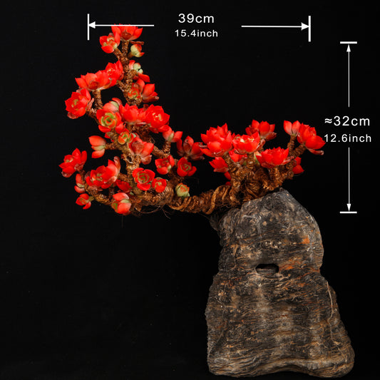 Flaming Tia（XL）