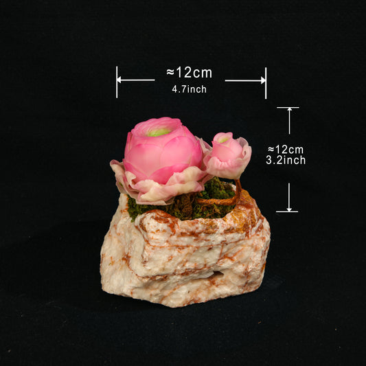 Greenovia（Pink)