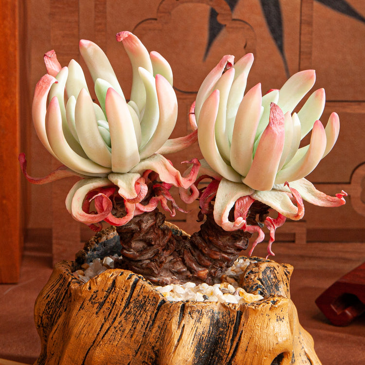 Handmade Clay Succulent Plant Sculpture B010