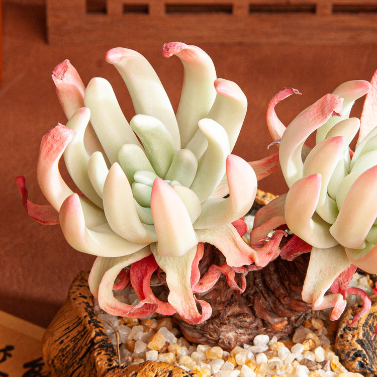 Handmade Clay Succulent Plant Sculpture B010