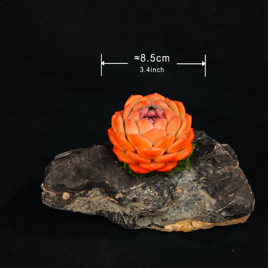 Orange Dream Dew(Echeveria Monroe)