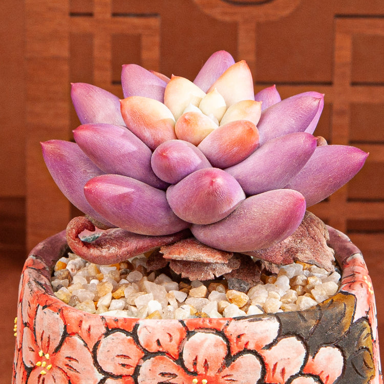 Handmade Clay Succulent Plant with Traditional Chinese Floral Ceramic Pot SH001