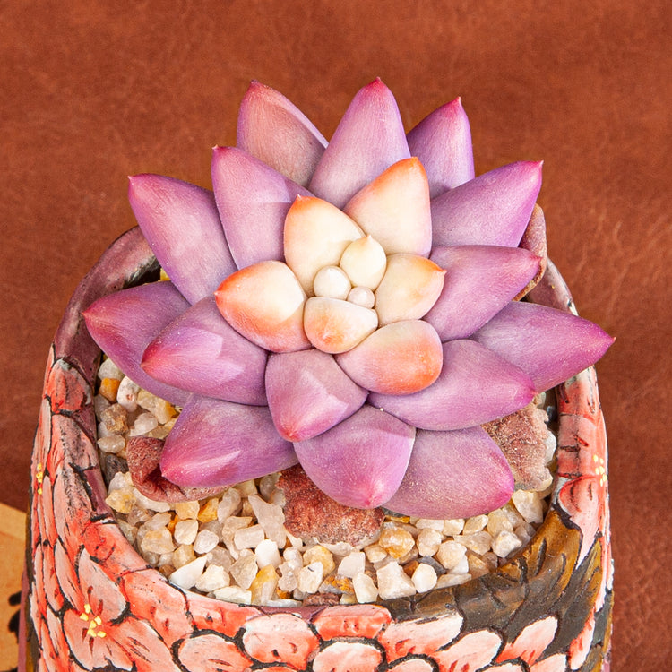 Handmade Clay Succulent Plant with Traditional Chinese Floral Ceramic Pot SH001
