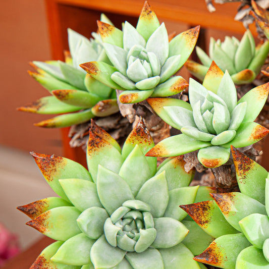Artificial Succulent Plant Arrangement G002