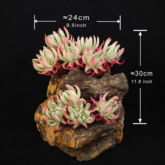 Dudleya edulis