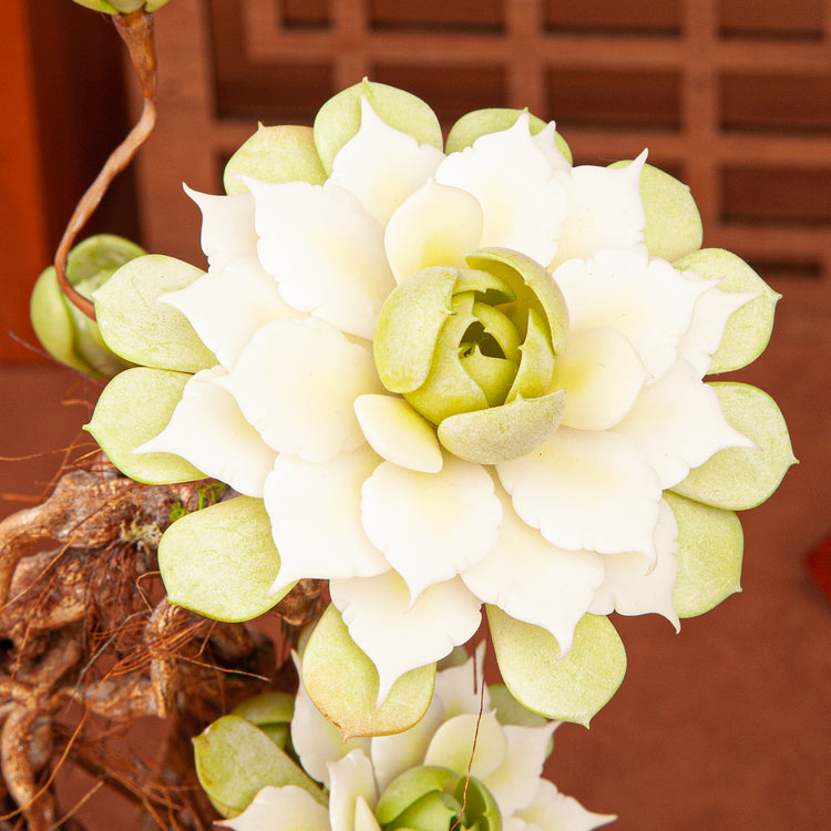 Handmade Clay Succulent Plant W002
