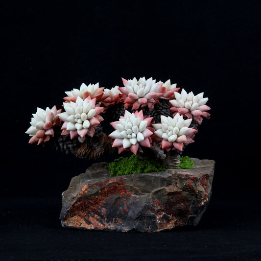 White Chrysanthemum