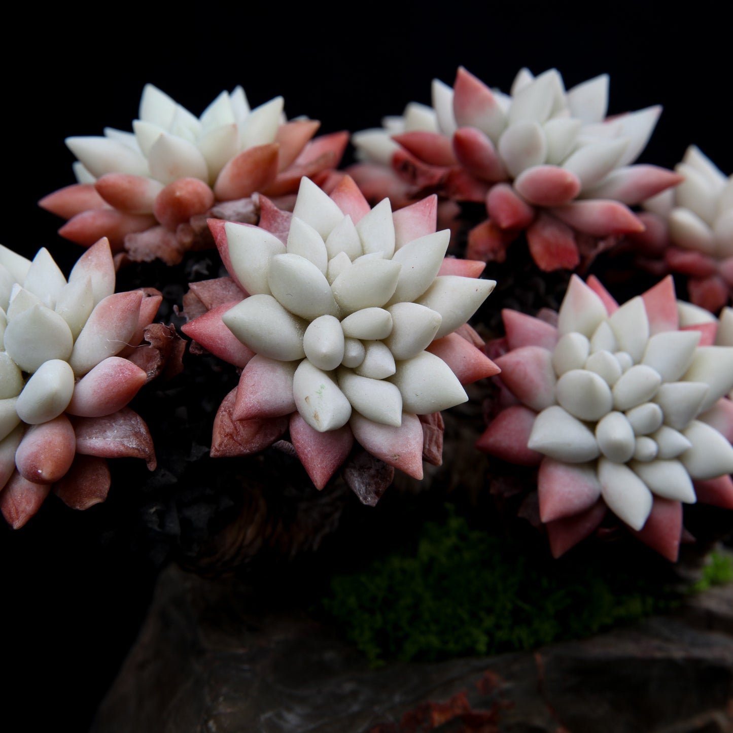 White Chrysanthemum