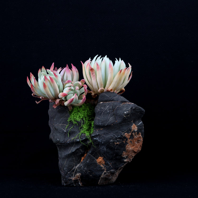Dudleya edulis