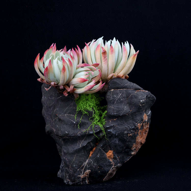Dudleya edulis