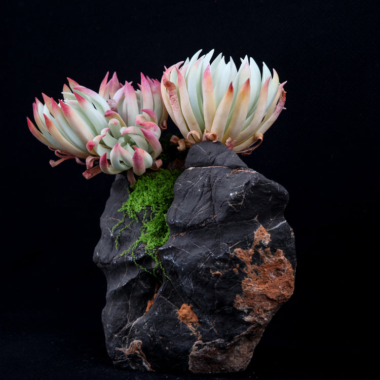 Dudleya edulis
