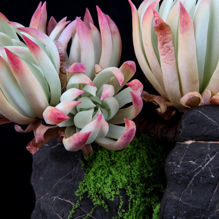 Dudleya edulis