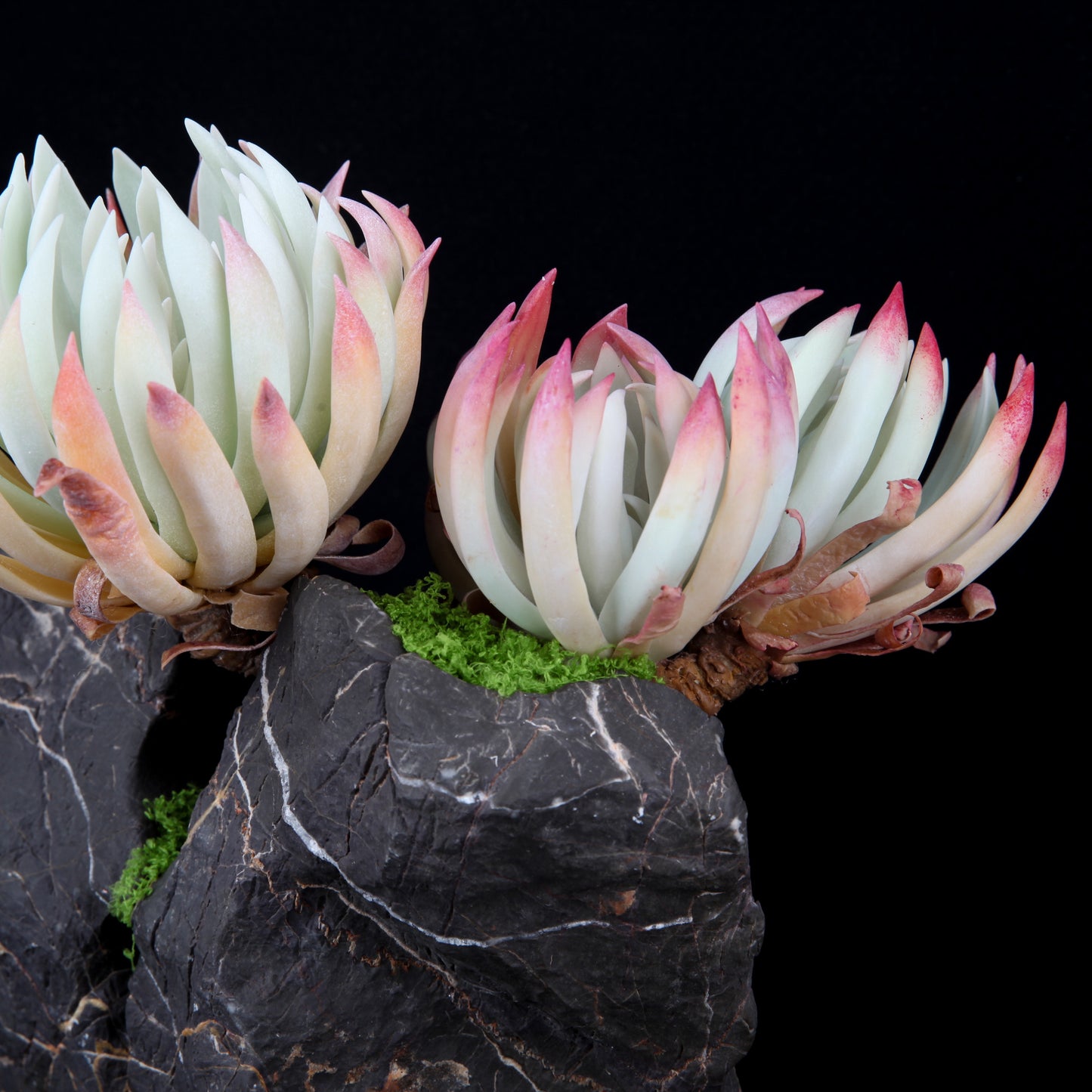 Orostachys