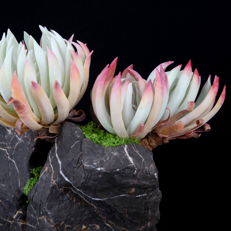 Dudleya edulis