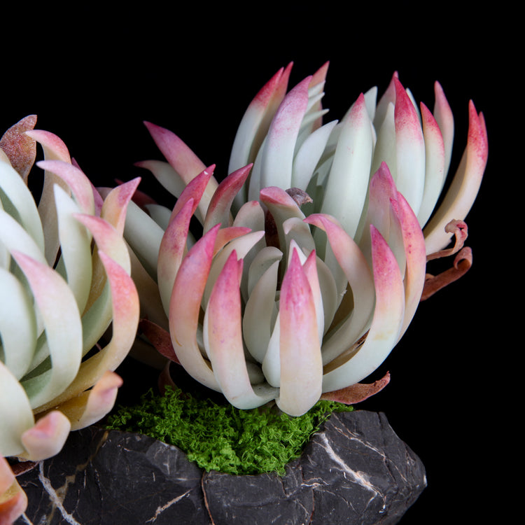 Dudleya edulis