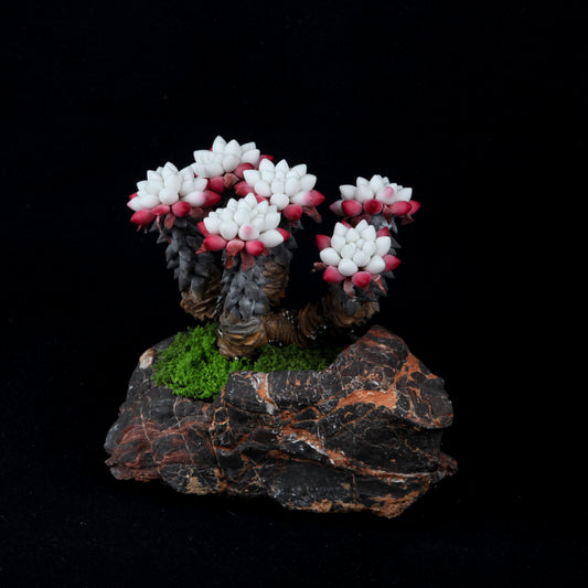 Fairy Cup