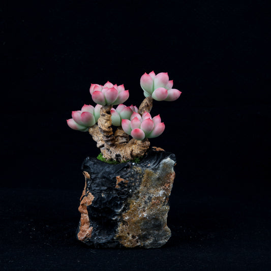 Peach Egg