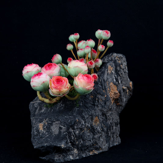 Rugby Rose