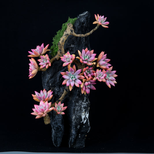Red Child Lotus