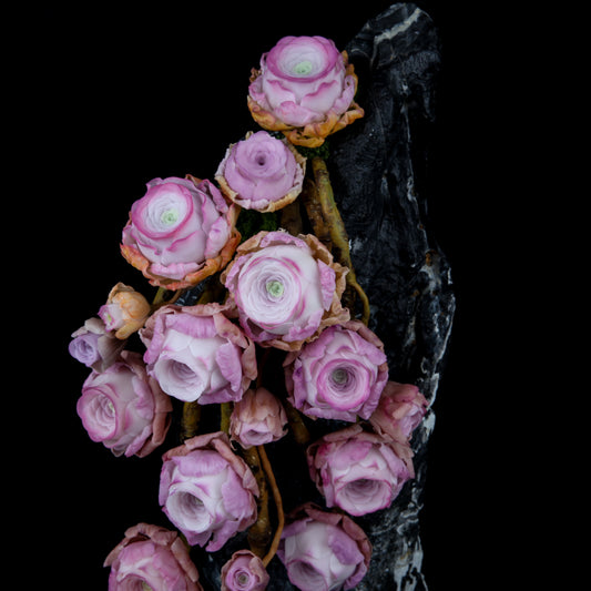 Peach Rose Succulent(Pink)