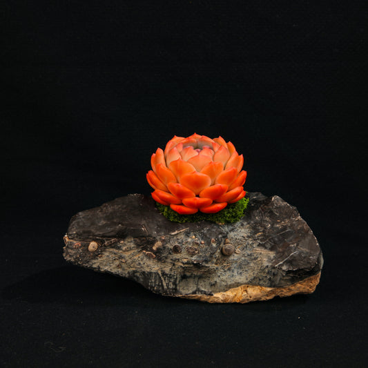 Orange Dream Dew(Echeveria Monroe)