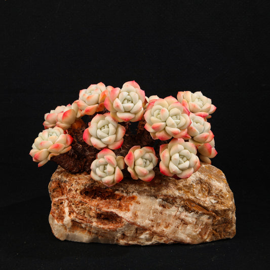 Echeveria 'Ice green'