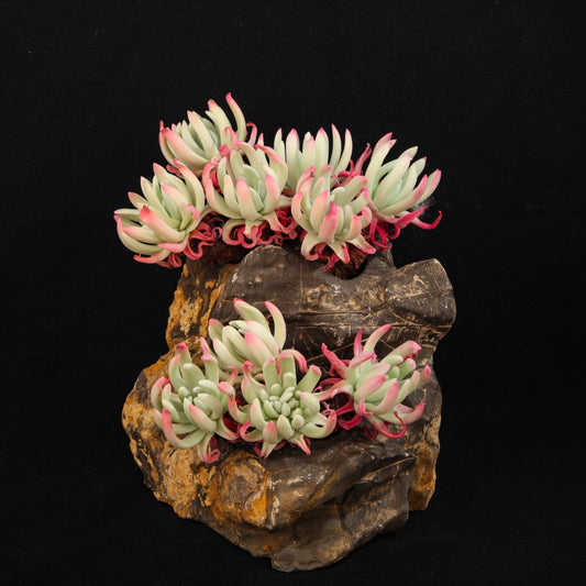 Dudleya edulis