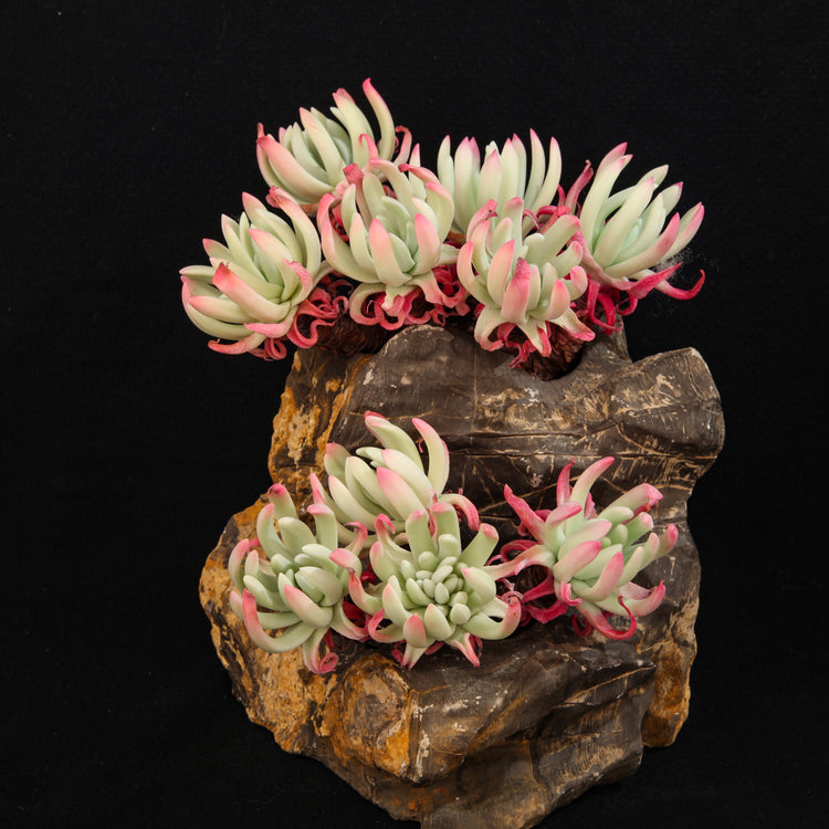 Dudleya edulis