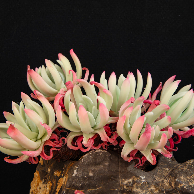 Dudleya edulis