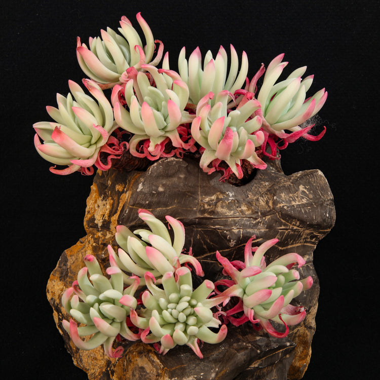 Dudleya edulis