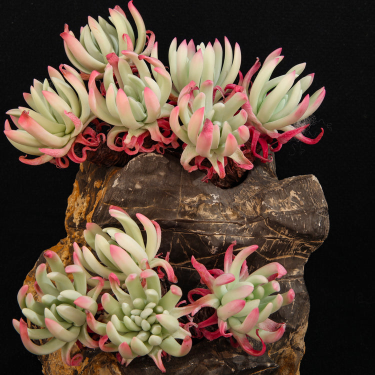 Dudleya edulis