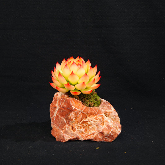 Chihuahua Echeveria