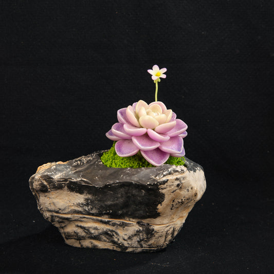 Hualun Snow Lotus